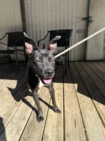 Dottie West thumbnail 2