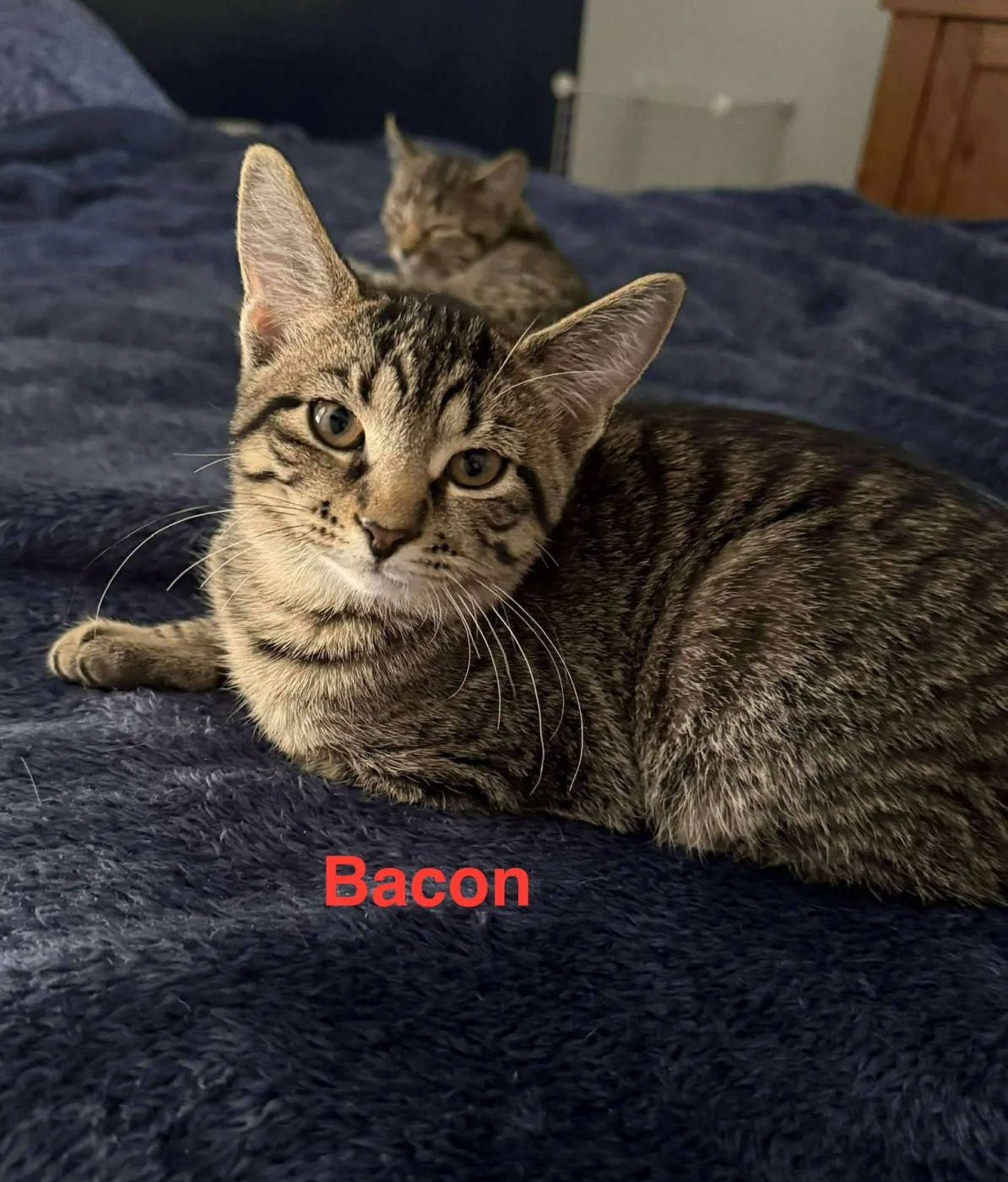 Bacon - Photo 3