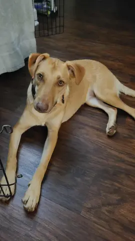 Bubble Gum thumbnail 4