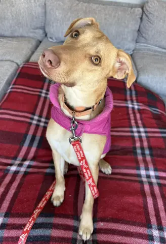 Bubble Gum thumbnail 5