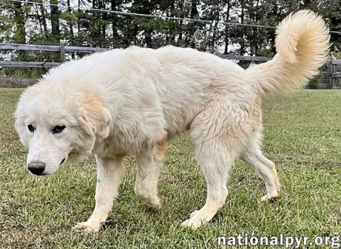 Clarence thumbnail 2