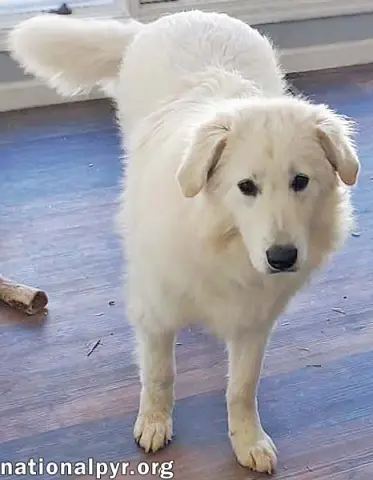 Sapphire thumbnail 3