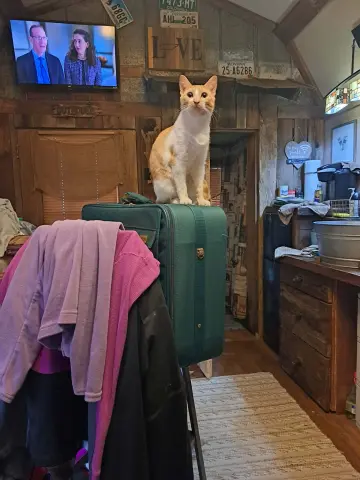 Neosporin thumbnail 4