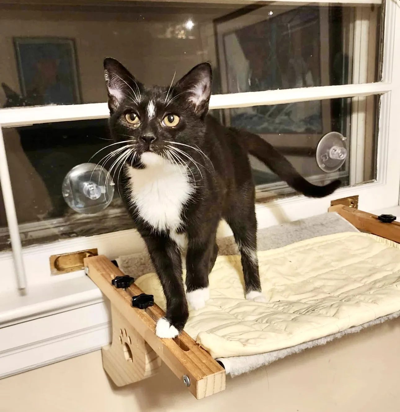 Mitochondria - Photo 1