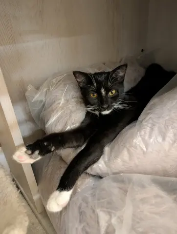 Mitochondria thumbnail 2