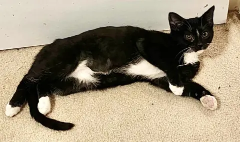 Mitochondria thumbnail 3