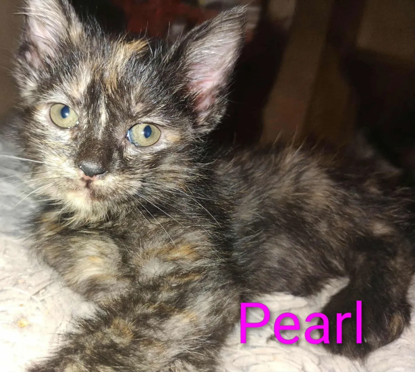 Pearl - Photo 1
