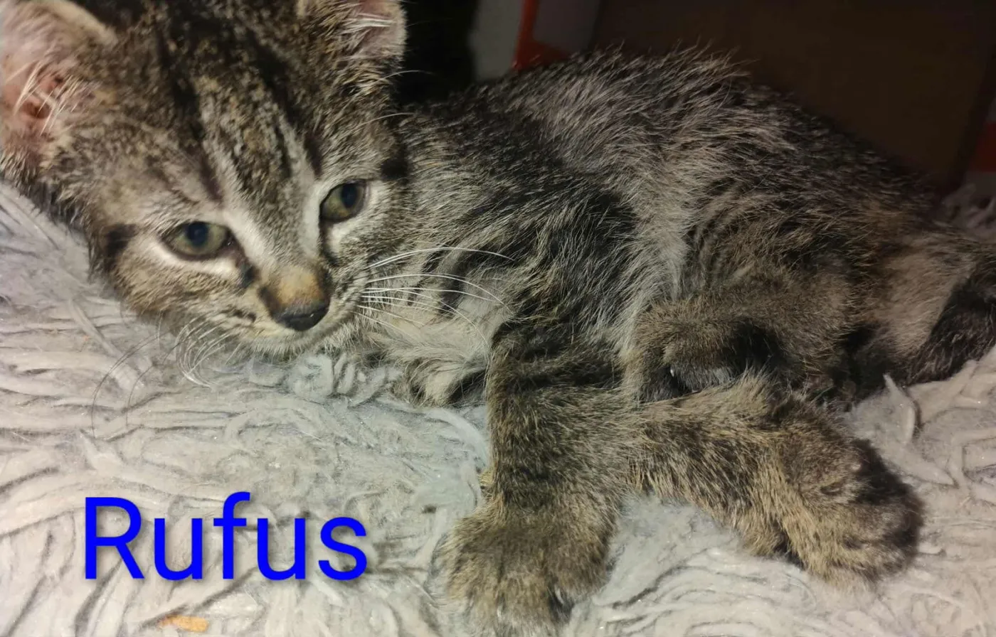 Rufus - Photo 1