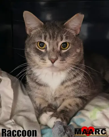 Raccoon