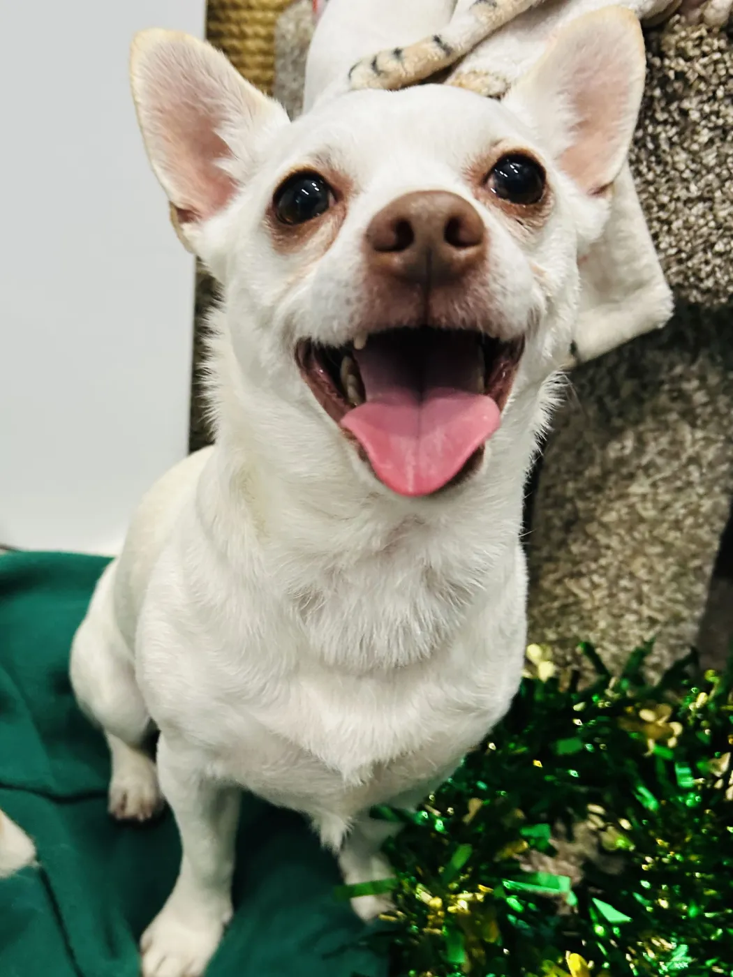 Casper and Tubbz - Photo 4