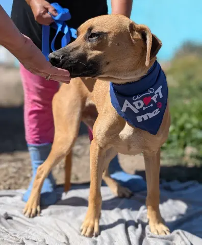 Maverick thumbnail 3