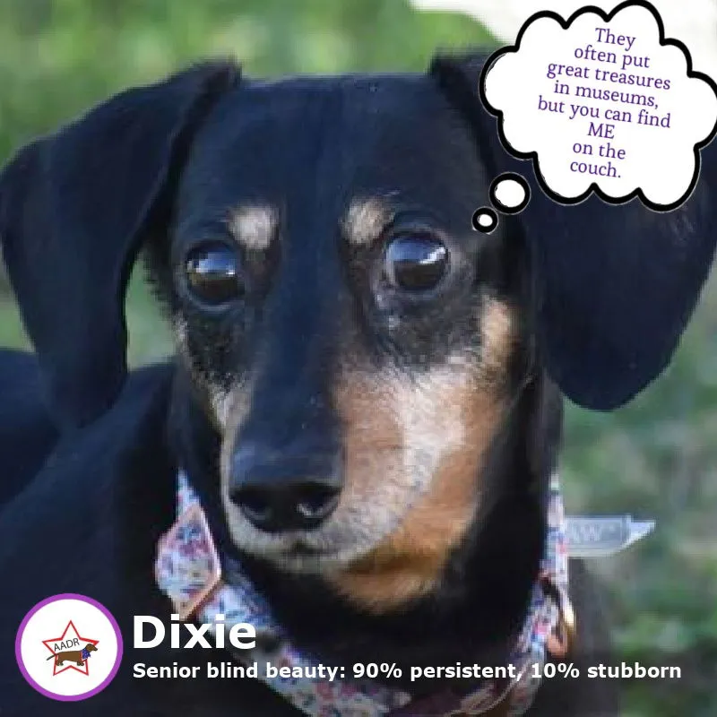 Dixie - Photo 1