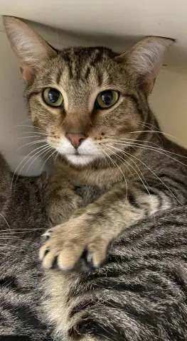 King Tut thumbnail 2