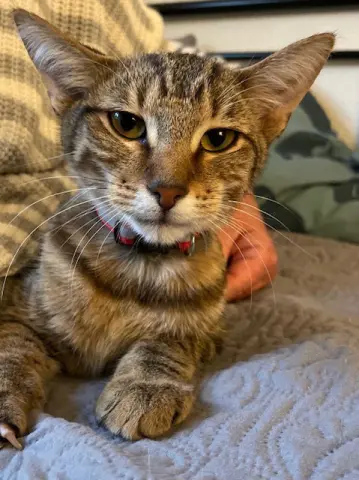 King Tut thumbnail 3