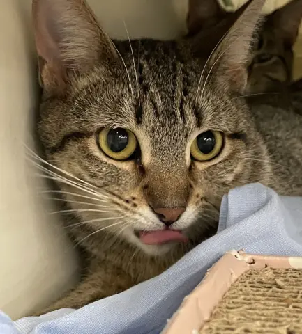 Cleopatra thumbnail 2