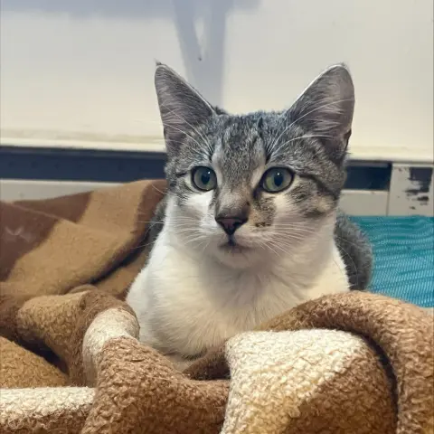 McIntosh thumbnail 2