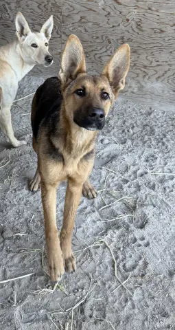 Magnolia thumbnail 2