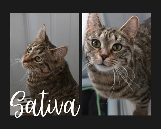 Sativa - Photo 1