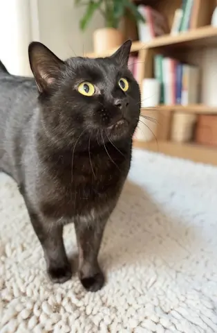 Midnight thumbnail 2