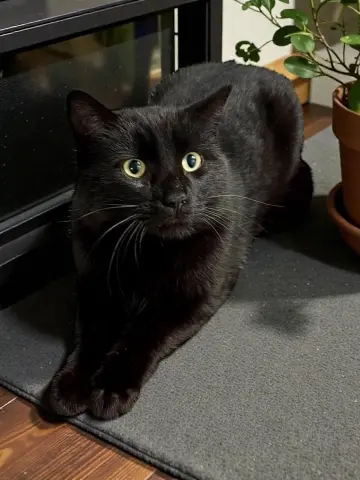 Midnight thumbnail 3