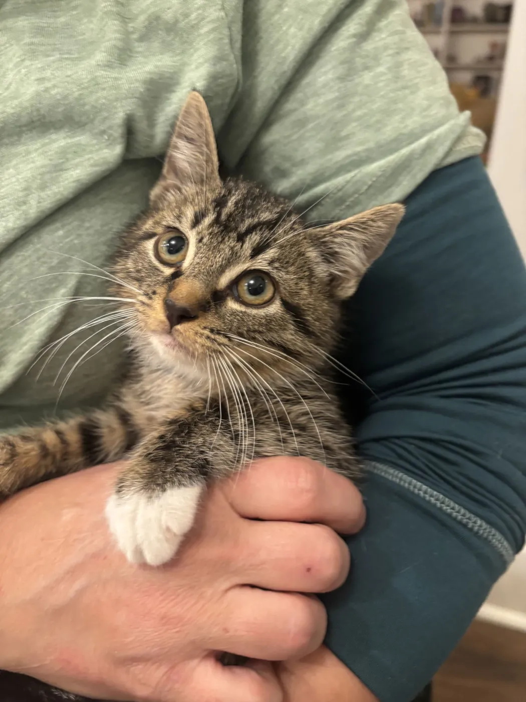 Pico De Gallo - Photo 1