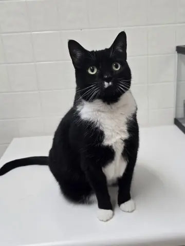 Dahlia & Ivy thumbnail 4