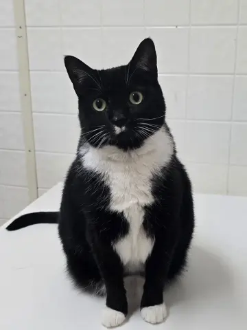 Dahlia & Ivy thumbnail 5