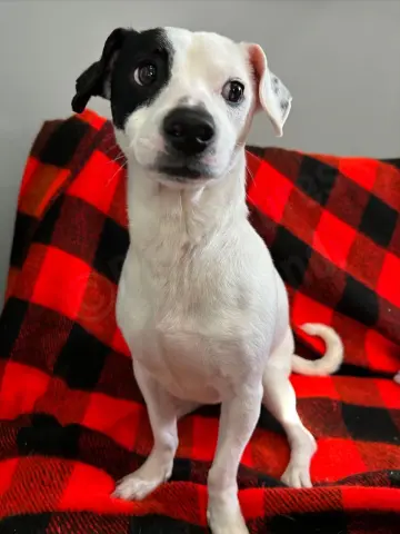 Cash and Gizmo thumbnail 2