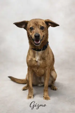 Cash and Gizmo thumbnail 3