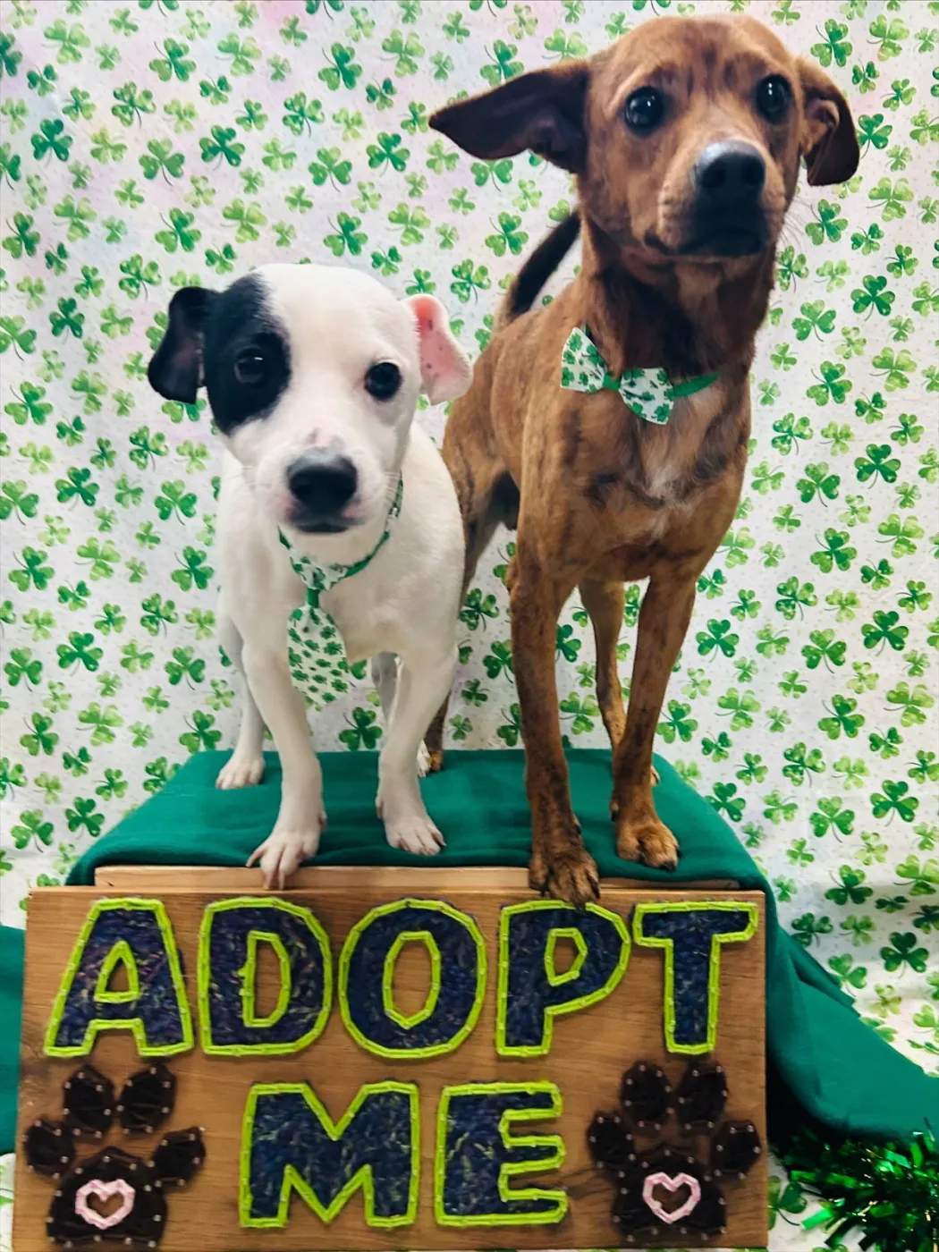 Cash and Gizmo - Photo 4