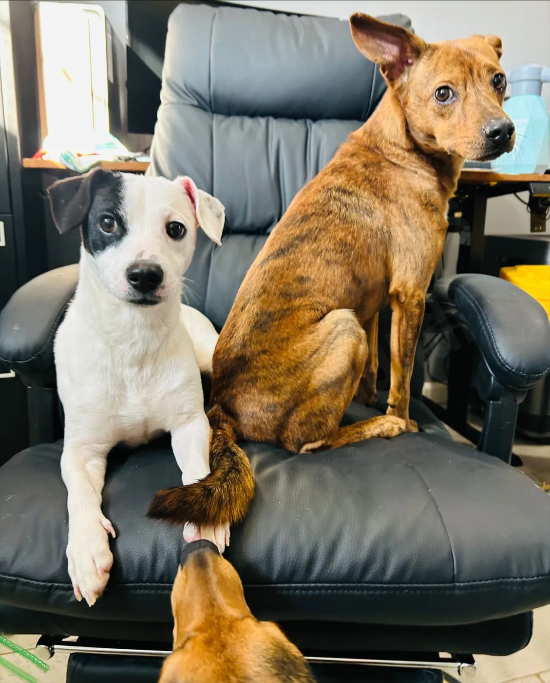 Cash and Gizmo - Photo 5