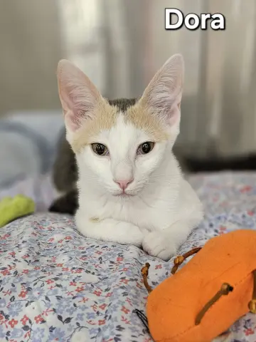 Dora
