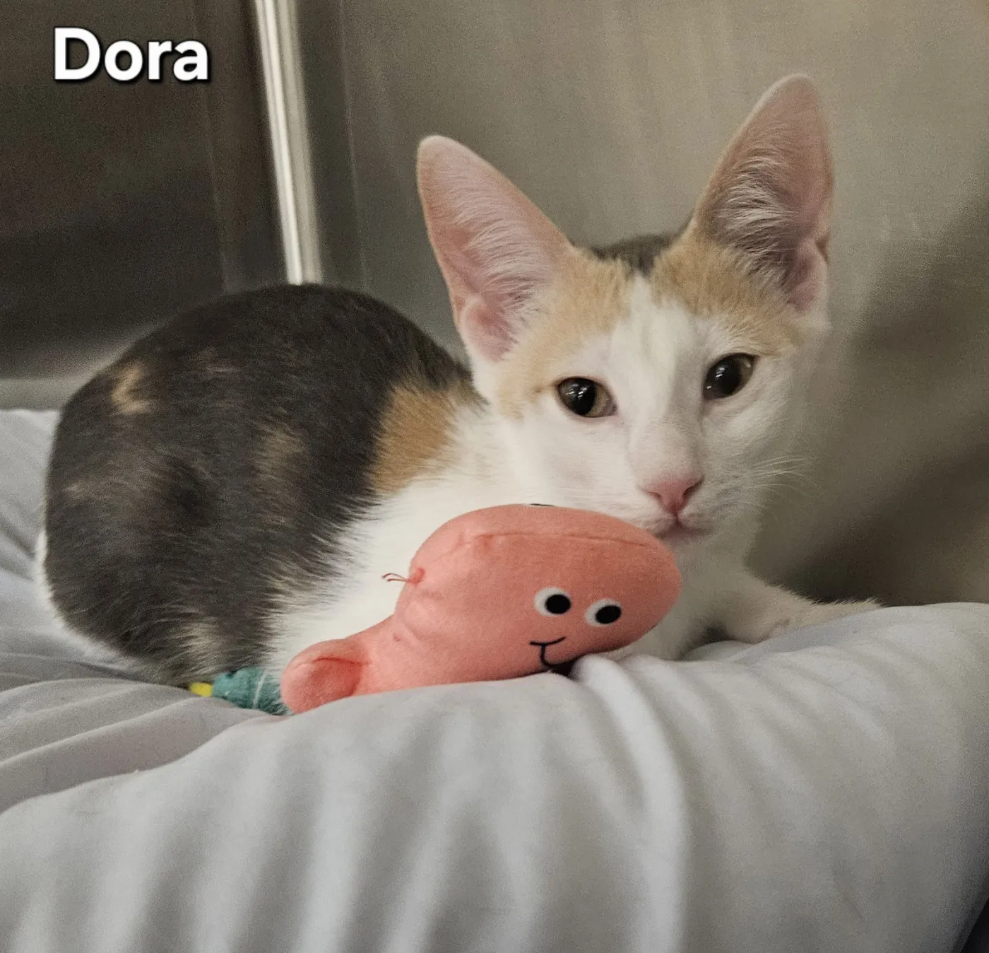 Dora - Photo 2