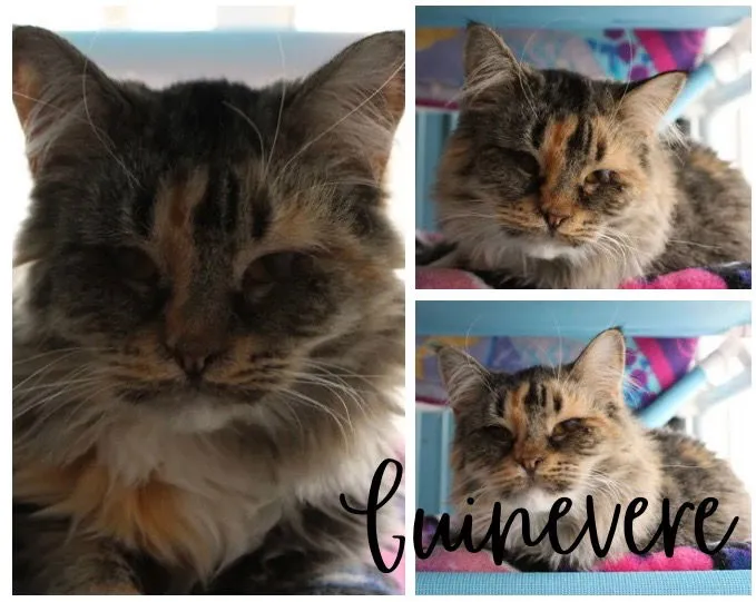 Guinevere - Photo 1