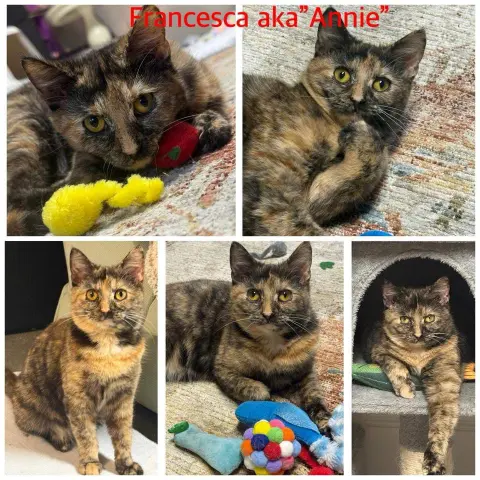 Francesca thumbnail 4