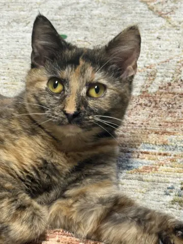 Francesca thumbnail 5