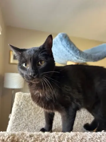 Tiny Muse thumbnail 2