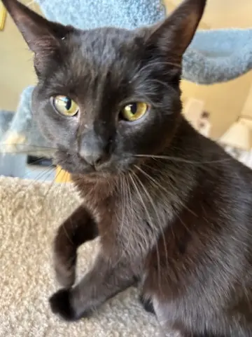 Tiny Muse thumbnail 3