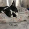 Winnie - Photo 2