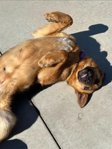 Clementine thumbnail 3