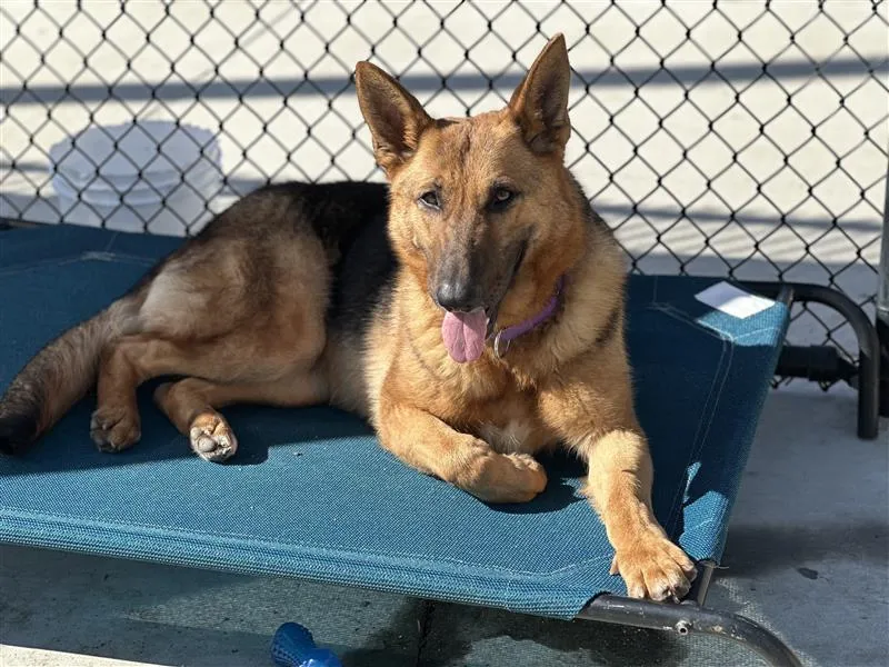 Clementine - Photo 4