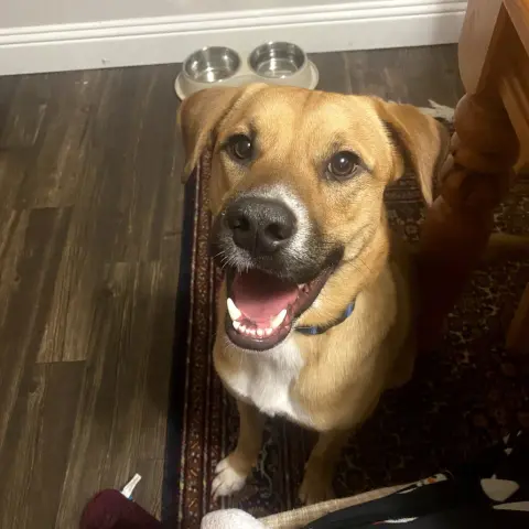 Sergeant thumbnail 2