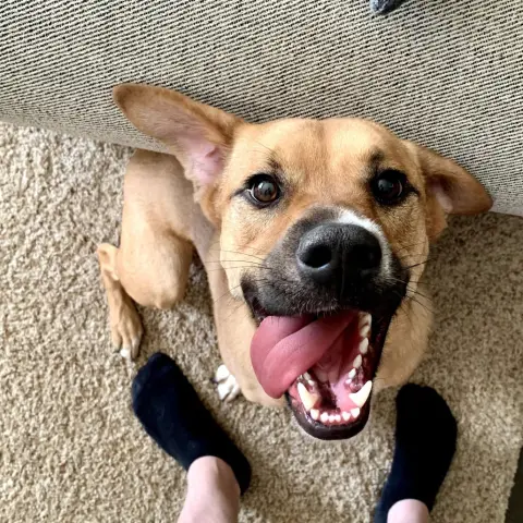 Sergeant thumbnail 3