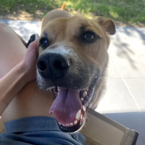 Sergeant thumbnail 4