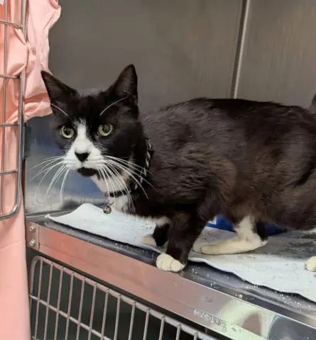 Blackjack thumbnail 2