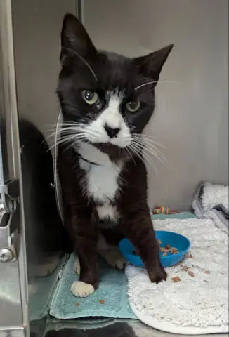 Blackjack thumbnail 3