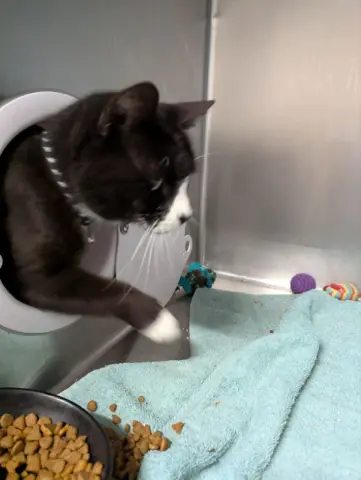 Blackjack thumbnail 4