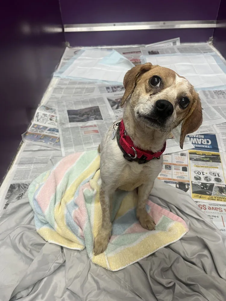 Meredith Grey - Photo 2