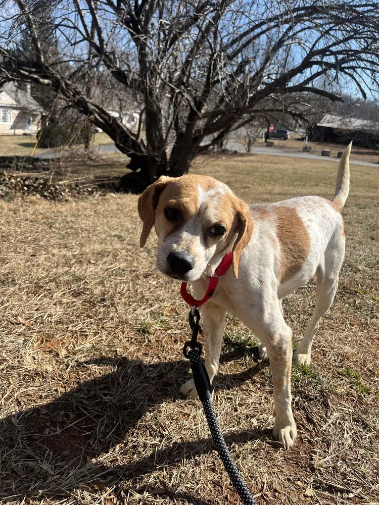 Meredith Grey - Photo 4