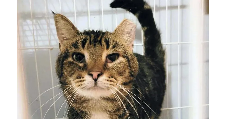 Charlie Brown - Photo 1